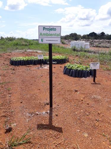 Mudas Projeto Ipê Branco - Plantio stande CTPVA e Doação